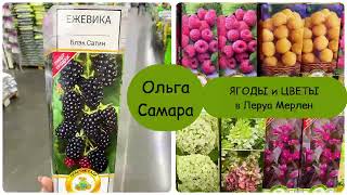 Леруа Мерлен💚САЖЕНЦЫ🌱САМАРА💫ШОКЦЕНЫ 😮 Обзор НОВИНОК 🍀 Февраль 2024 Цветы Ягоды Весна 2024 [upl. by Noram]