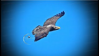 SWFL Eagles  2 Sub Adults amp Juvie Flying Overhead M15 Brings Fish Gift For F23 🐟 Vocals 112324 [upl. by Helbonna]