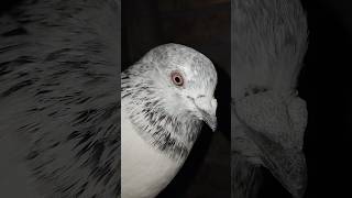 High Flyer Pigeon youtube pigeon birds shorts trending viral kabotar love whatsapp birds [upl. by Attwood927]