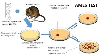 NEOPLASIA 7 CHEMICAL CARCINOGENESIS amp Ames test [upl. by Lea]