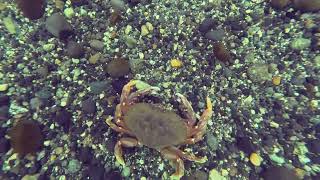 Porteau Cove Freediving  Centennial III Ship Wreck [upl. by Rabjohn]