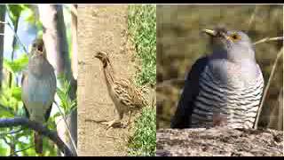 Beethoven  6th Symphony birdsongsequence with images [upl. by Kanya617]