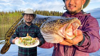 LAKE ISLAND CAMPING IN CANADA  Burbotfreshwater cod Sushi [upl. by Etnuaed]