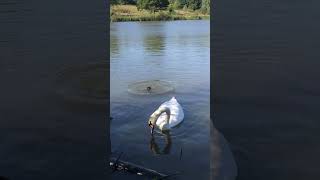 Hampstead Heath Ponds hampsteadheath travel youtubetravel likeandsubscribe [upl. by Nnaeirual]