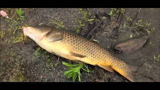 Nuv Ntses Pasnais  Carp at Lake Kaweah [upl. by Deehan]