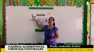 Cadena alimenticia – Tercer Grado – Ciencias Naturales [upl. by Zaob534]