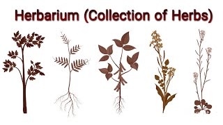 Botany B  Herbarium Collection of Herbs voiced Knowledge Academy [upl. by Linetta850]