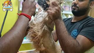 Lhasa Apso Puppy Grooming Full Groomig  Pet Grooming In Kolkata  Lhasa Apso Dog Grooming Styles [upl. by Notsruht810]