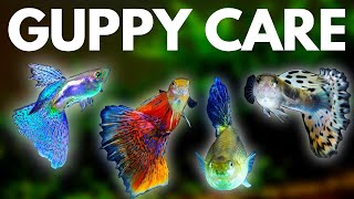 Guppy Fish Care 10 Things You Should Know About Guppies [upl. by Artima]