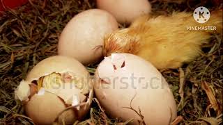 Chicken Egg Broken Sound Egg HatchingTamilEgg Hatching Tips Channel [upl. by Anyer]