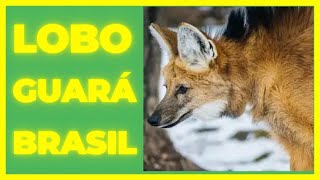 LOBO GUARA DO BRASIL [upl. by Inahpets]