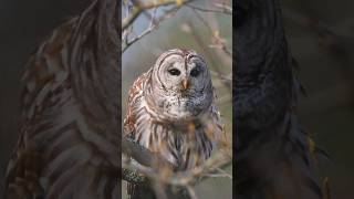 Sound of Barred Owl Hooting 🦉 [upl. by Randene]