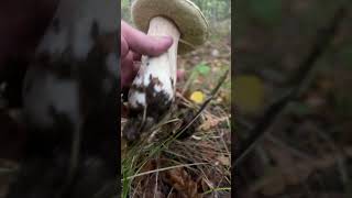 O bucată de hrib 🍄 steinpilz грибы porcini 2024shorts [upl. by Noraj106]