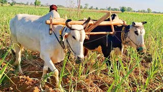 Bull powered field lining  Bull powered ancient radger  Traditional and old punjab  Bull powered [upl. by Coughlin]