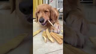 A piece of airdried cowhide can make dogs chew on teething sticks until they are exhausted Golden [upl. by Notgnilliw443]