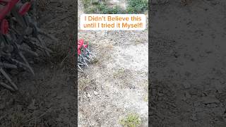 How to Grow Grass in Only a FEW Days garden lawncare lawn lawnmaintenance [upl. by Garfield]