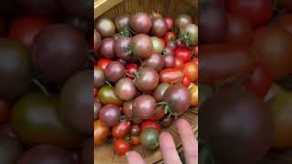 I love spending time at my garden shorts harvesting harvest growfood asmr countrylife [upl. by Dnyletak]