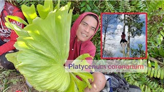 Modal bisa manjat Dapat Platycerium coronarium di hutan liar [upl. by Haimirej]