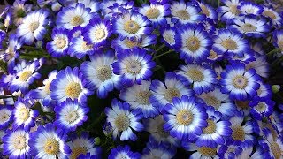 Cineraria Pericallis x Hybrida [upl. by Sam]