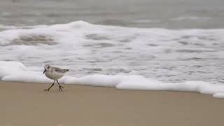 Sanderlings running with the waves to find food  Da Nang beach [upl. by Saitam]