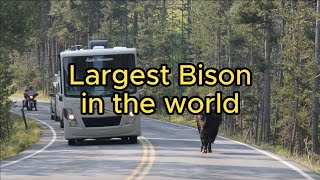 Largest Bison in the America  Bright Image [upl. by Morganstein]