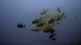 Diving at Archipelago Revillagigedo Socorro Islands  May 2023 [upl. by Bacchus140]