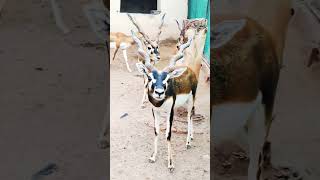 MarKhor goat Capra falconeri markhor caprapetspk pakistan [upl. by Shenan]