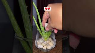 Aloe Vera Propagation in WaterAloe Vera Plant🌱🌱aloeveraaloeveraplantshortsyoutubeshorts [upl. by Names190]