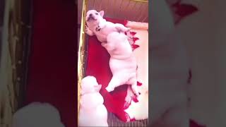 shortsvideo pibble goatedgmail dog funny youtuber youtubeshorts hellokittywhy the long [upl. by Riem]