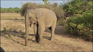 Sri Lanka Udawalawe National Park [upl. by Gaw]