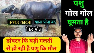 पशु गोलगोल घूमता है  Listeriosis in cattle  Circling disease  tripanosomosis disease  surra [upl. by Alehs781]