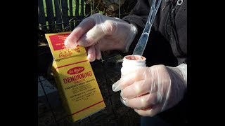 Applying Dehorning Paste On A New Calf [upl. by Sand]