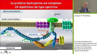 Correction des gènes de la dystrophine et de la frataxine avec le système CRISPRCas9  DMC  MDC [upl. by Nerrot]