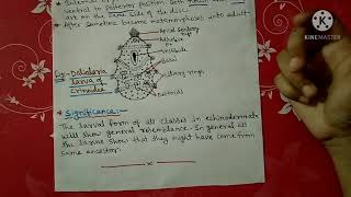 Larval forms of Echinodermata notes  Bsc [upl. by Porty903]