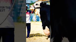 RAMBO D CATTLE FAMOUS 🐂🐂 [upl. by Suu]