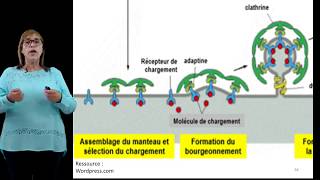 Trafic vésiculaire [upl. by Gitlow]