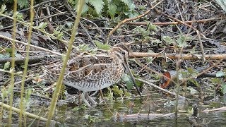 Bird Facts The Common Snipes Feeding Technique [upl. by Anaerol]