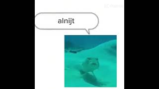 Fish meme [upl. by Ranger]