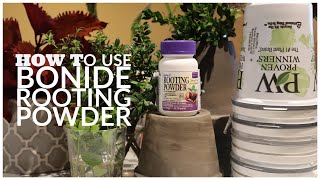 Rooting Cuttings with Bonide Rooting Powder Bontone II Rooting PowderJhulys Aquatics amp Gardening [upl. by Tshombe]