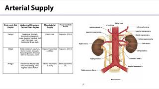 Abdominal Wall Peritoneum and Intestines LO 8  ForeMidHindgut [upl. by Ogawa424]