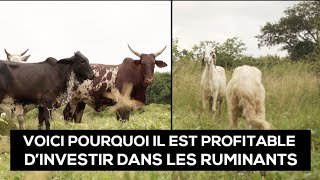 Voici lavantage de l élevage des moutons ruminants [upl. by Nadda]