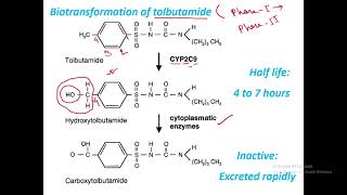 Metabolism of tolbutamide by liver Hepatic biotransformation [upl. by Nevada943]