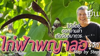 ไก่ฟ้าพญาลอ ไม้เลื้อย ดอกงามล้ำเกินจินตนาการ Aristolochia ringens [upl. by Weylin903]