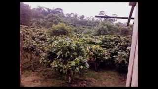 For Sale 29 Hectare 7166 acre Finca Santo Domingo Ecuador Cacao Producing Tourism Retirement [upl. by Rim]