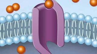 facilitated diffusion [upl. by Jaddan701]