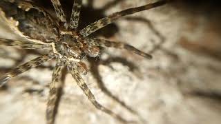 Dolomedes scriptus [upl. by Aynat]