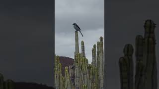 A fine Great Grey Shrike posing on a Euphorbia canariensis at Malpais de la Rasca Tenerife [upl. by Aneis]