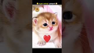 இந்த மாதிரியான நண்டுகளை பாத்தா உடனே Panic ஆகிடாதிங்க  Crab Eats Deadskins  Animal Voiceover Tamil [upl. by Elita]