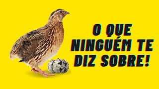 Quando Uma Codorna Começa a Botar Ovos [upl. by Carrelli]