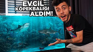 EVE KÖPEKBALIĞI ALDIM   YENİ EVCİL HAYVANIM  🦈 [upl. by Eecrad620]